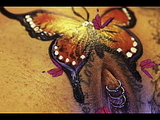 HIGH BUTTERFLY